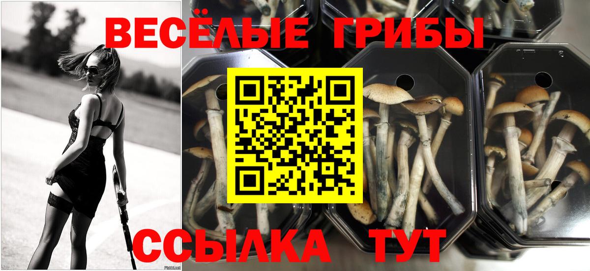 Еманжелинск  Псилоцибиновые грибы прущие грибы  Вход с VPN  Галлюциногенные грибы прущие грибы 